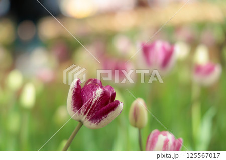 春の陽光を浴びて色とりどりに輝くチューリップ 春の陽光を浴びて色とりどりに輝くチューリップ 125567017