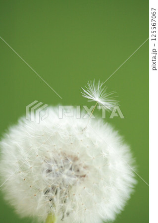 タンポポ　綿毛 125567067