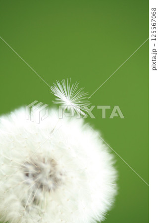 タンポポ 綿毛 タンポポ 綿毛 125567068