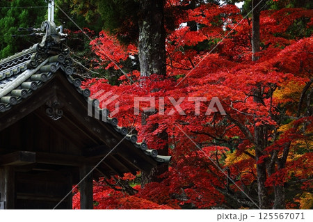 龍穏寺の紅葉 125567071
