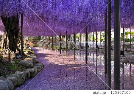 天王川公園の藤棚 天王川公園の藤棚 125567100