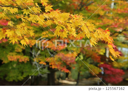 龍穏寺の紅葉 125567162