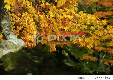 龍穏寺の紅葉 125567163
