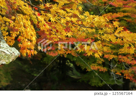 龍穏寺の紅葉 125567164