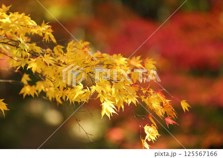 龍穏寺の紅葉 125567166