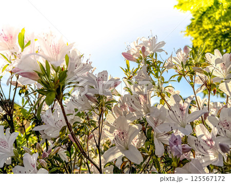 美しいツツジの花と春の空 美しいツツジの花と春の空 125567172