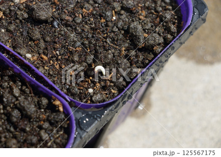 オクラの発芽 125567175