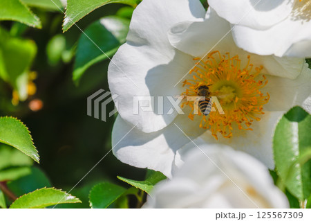 吸蜜中のミツバチ 吸蜜中のミツバチ 125567309