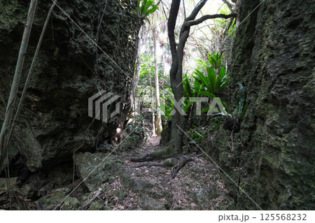 【南大東島】バリバリ岩 125568232