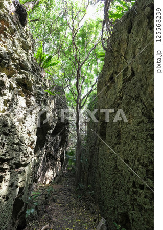 【南大東島】バリバリ岩 【南大東島】バリバリ岩 125568239