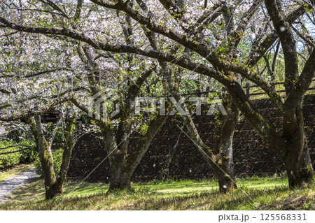 舞い散る桜の花びら 125568331