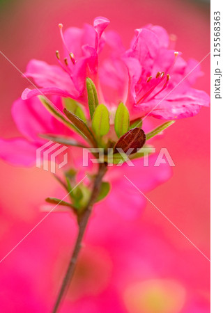 鮮やかなツツジの花 125568363
