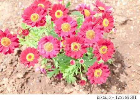 咲き誇る赤いマーガレットの花畑 咲き誇る赤いマーガレットの花畑 125568681