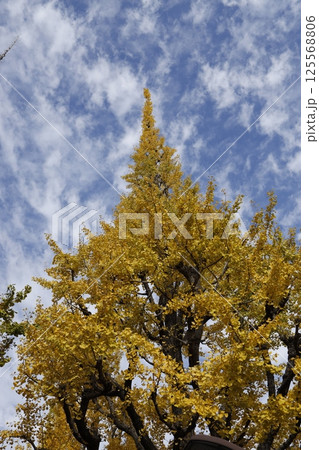 空へ伸びる大銀杏 125568806