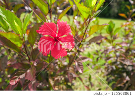 ブッソウゲの花 ブッソウゲの花 125568861