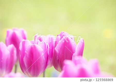 春の花壇いっぱいの紫色のチューリップ 125568869