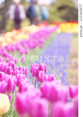 春の花壇いっぱいの紫色のチューリップ 春の花壇いっぱいの紫色のチューリップ 125568877
