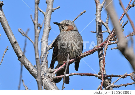 ヒヨドリ（Bulbul） 125568893
