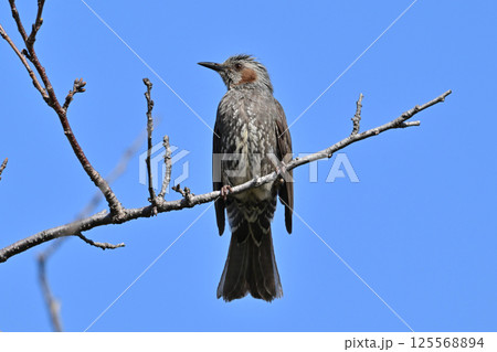 ヒヨドリ（Bulbul） 125568894