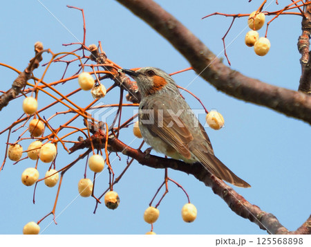 ヒヨドリ(Bulbul) ヒヨドリ(Bulbul) 125568898