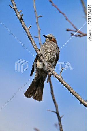 ヒヨドリ（Bulbul） 125568899