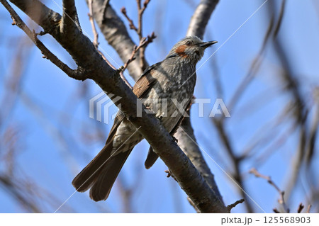 ヒヨドリ（Bulbul） 125568903