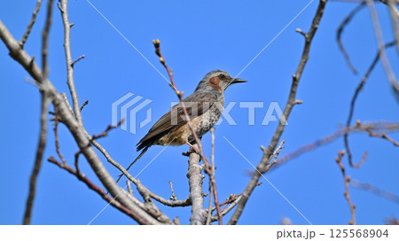 ヒヨドリ（Bulbul） 125568904