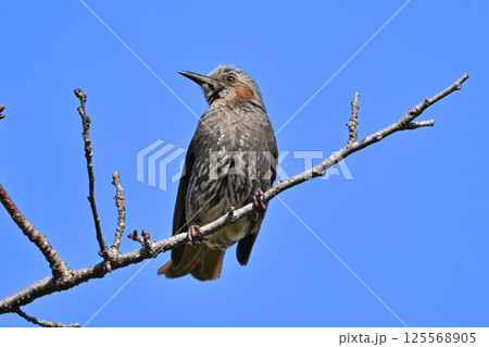 ヒヨドリ（Bulbul） 125568905