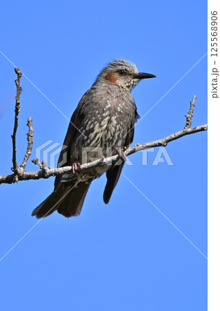 ヒヨドリ(Bulbul) ヒヨドリ(Bulbul) 125568906