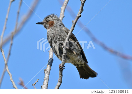ヒヨドリ(Bulbul) ヒヨドリ(Bulbul) 125568911
