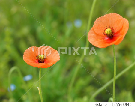 オレンジ色のナガミヒナゲシの花(神田公園の長実雛芥子) オレンジ色のナガミヒナゲシの花(神田公園の長実雛芥子) 125568940