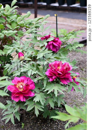 ボタン「紫天門」Peony ボタン「紫天門」Peony 125569159