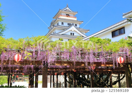 【佐賀県】晴天の唐津城天守閣と満開の藤棚 【佐賀県】晴天の唐津城天守閣と満開の藤棚 125569189