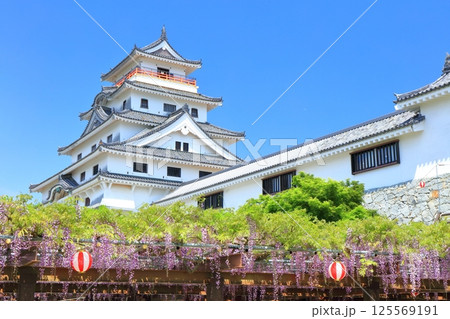 【佐賀県】晴天の唐津城天守閣と満開の藤棚 【佐賀県】晴天の唐津城天守閣と満開の藤棚 125569191