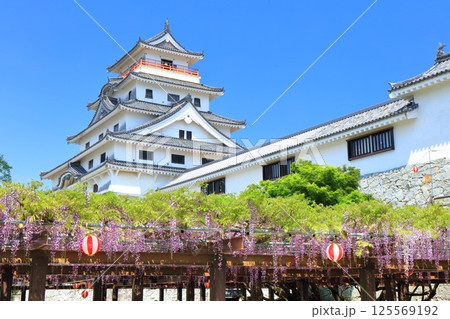 【佐賀県】晴天の唐津城天守閣と満開の藤棚 【佐賀県】晴天の唐津城天守閣と満開の藤棚 125569192