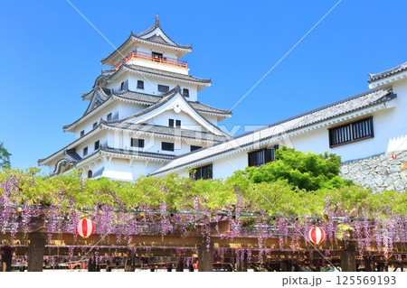 【佐賀県】晴天の唐津城天守閣と満開の藤棚 【佐賀県】晴天の唐津城天守閣と満開の藤棚 125569193