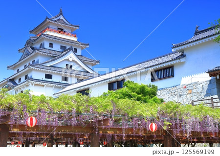 【佐賀県】晴天の唐津城天守閣と満開の藤棚 125569199