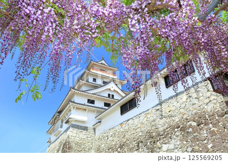 【佐賀県】晴天の唐津城天守閣と満開の藤棚 125569205