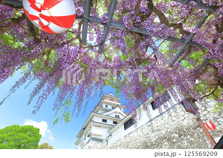 【佐賀県】晴天の唐津城天守閣と満開の藤棚 125569209