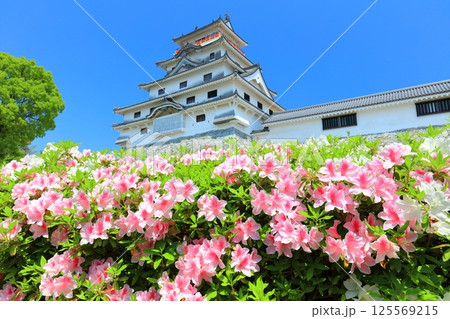 【佐賀県】晴天の唐津城天守閣と満開の躑躅 【佐賀県】晴天の唐津城天守閣と満開の躑躅 125569215