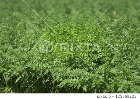 にんじん畑(Carrot field) にんじん畑(Carrot field) 125569225
