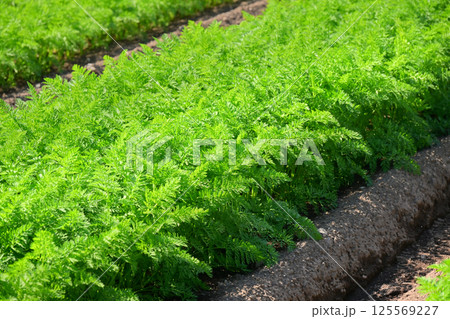 にんじん畑(Carrot field) にんじん畑(Carrot field) 125569227