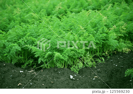 にんじん畑(Carrot field) にんじん畑(Carrot field) 125569230