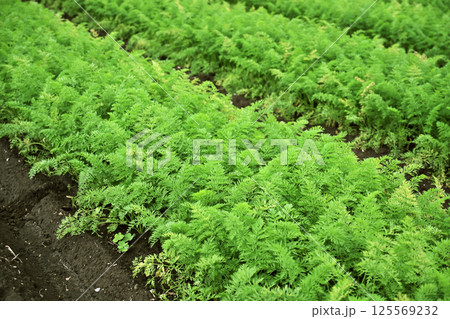 にんじん畑(Carrot field) にんじん畑(Carrot field) 125569232