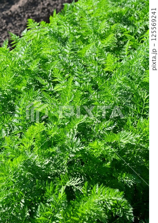 にんじん畑（Carrot field） 125569241