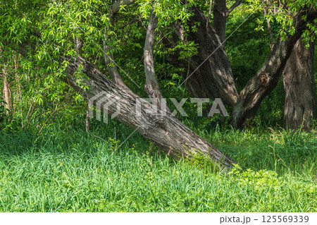新緑の淀川河川公園点野野草区　寝屋川市 125569339