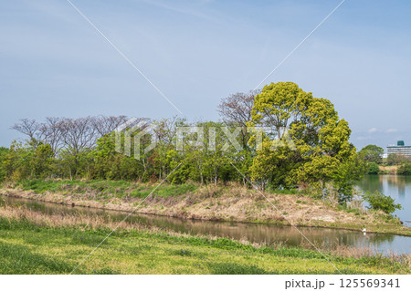 新緑の淀川河川公園点野野草区　寝屋川市 125569341