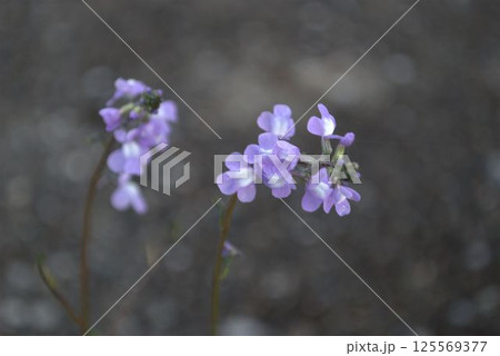 春の野に咲く小さな紫の花 春の野に咲く小さな紫の花 125569377