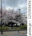 綾瀬駅周辺ににある桜の木 125569456