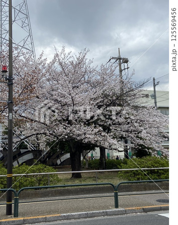綾瀬駅周辺ににある桜の木 125569456